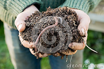 Earthworm on Mound of Dirt on Hands Stock Photo
