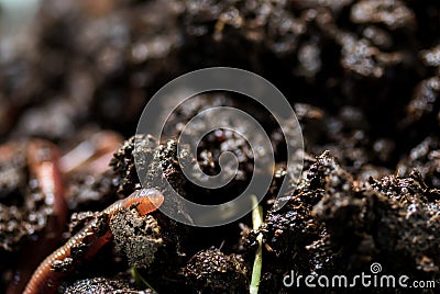 Earthworm moving on fertile soil. Dendrobaena is a burrowing annelid worm that lives in the soil, if many in the soils, that Stock Photo