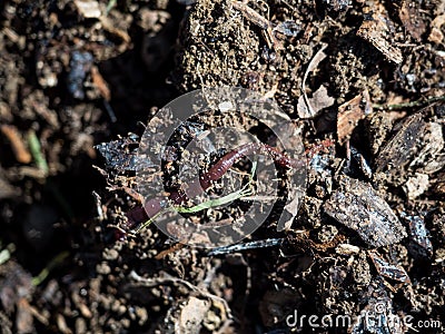 Earthworm on a permaculture fertile soil with shredded wood Stock Photo