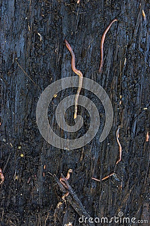 Earthworm in soil Stock Photo