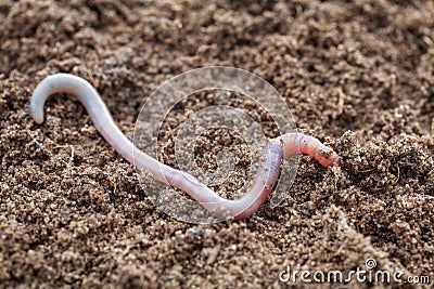 Earthworm in soil - closeup shot Stock Photo