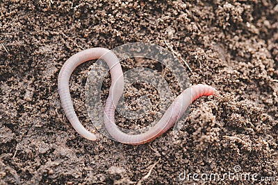 Earthworm in soil - closeup shot Stock Photo