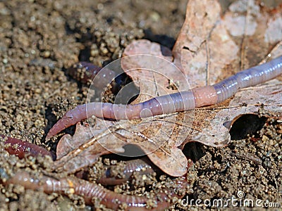 Earthworm on soil with dry oak leaf, close up, macro shot background Stock Photo