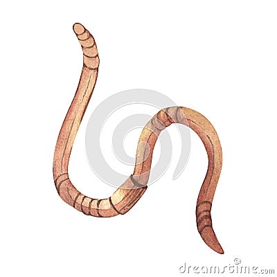 Earthworm. Watercolor illustration. Isolated white background. Curled wriggling pests. Concepts of helminthic diseases. Cartoon Illustration