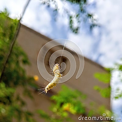 Earthworm web Stock Photo