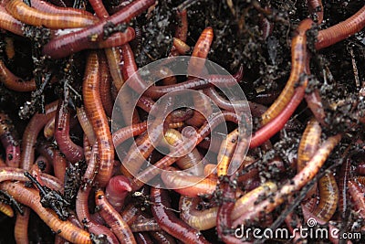Earthworms in compost Stock Photo