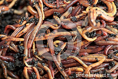 Earthworms Dendrobena Veneta for Fishing or Compost Stock Photo