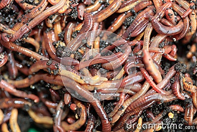 Earthworms Dendrobena Veneta for Fishing or Compost Stock Photo