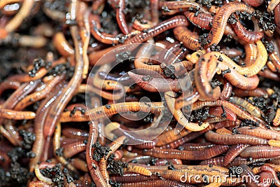 Earthworms Dendrobena Veneta for Fishing or Compost Stock Photo