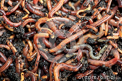Earthworms Dendrobena Veneta for Fishing or Compost Stock Photo