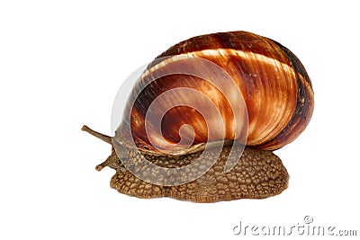 Earthy brown snail in the shell Stock Photo