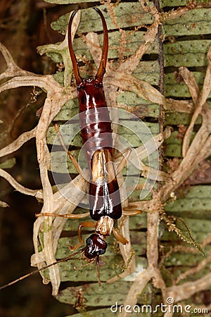 Earwig on a leaf fern. Stock Photo