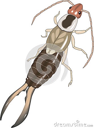 Earwig Vector Illustration Vector Illustration