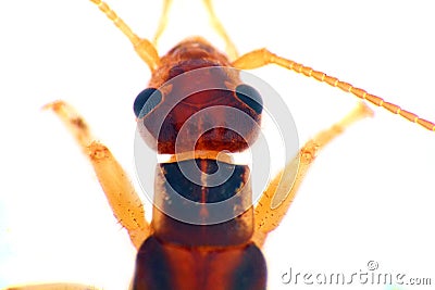 Earwigs (Dermaptera) ultra close-up portrait Stock Photo