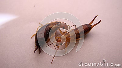 Earwigs | Female on the left, male on the right. Close up of Earwig on white background insect isolated Closeup earwigs Earwigs wi Stock Photo