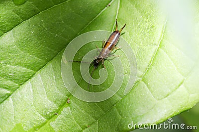 Earwigs photographed in detail with macro lens in the studio Stock Photo