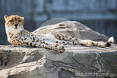 East African cheetah stretching Stock Photo