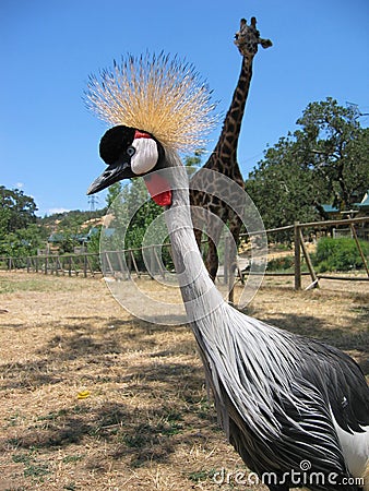 East African Crowned Crane Stock Photo