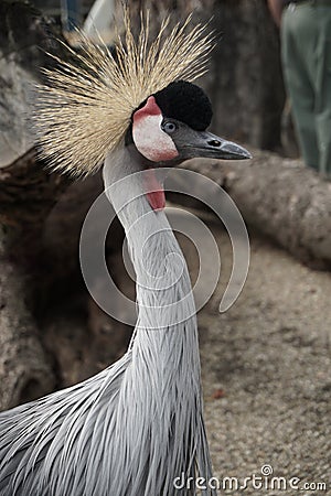 East African Crowned Crane, Bird with spiky hair Stock Photo