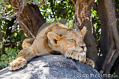 East African lion cubs Panthera leo melanochaita Stock Photo