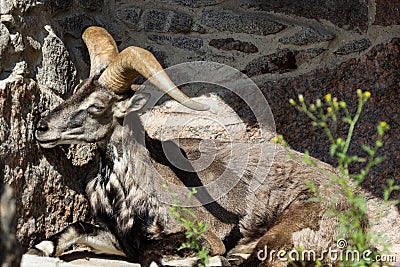 King of the Rocky Mountains of the Caucasus, East Asian Tur Stock Photo