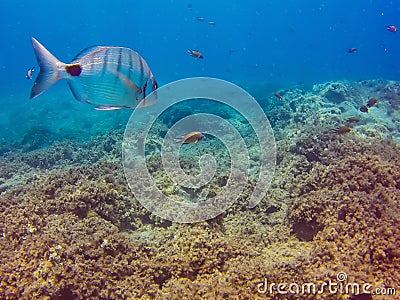 Fish in the ocean background, Diplodus sargus and Chromis limbata off the coast of the Canary Islands in the Atlantic ocean Stock Photo