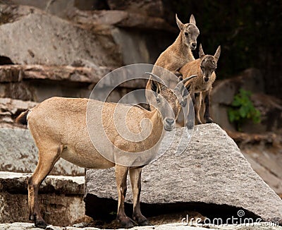 East caucasian tur Stock Photo