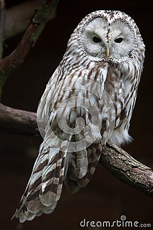 East European Ural owl Strix uralensis uralensis Stock Photo