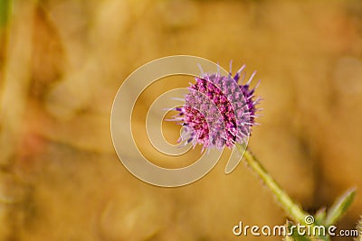 East Indian Globe Thistle Stock Photo