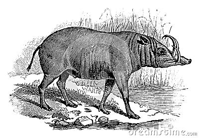 East Indian Wild Hog, vintage illustration Vector Illustration