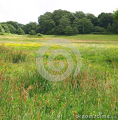 1066 Battlefield covered in spring flowers, Battle, East Sussex UK Stock Photo