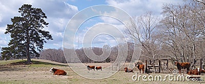 East Texas Cattle Ranch Stock Photo