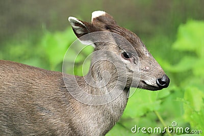 Eastchinese tufted deer Stock Photo