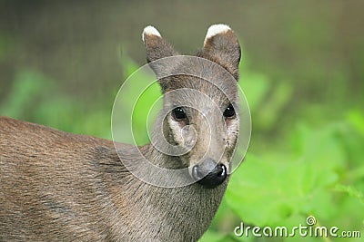 Eastchinese tufted deer Stock Photo