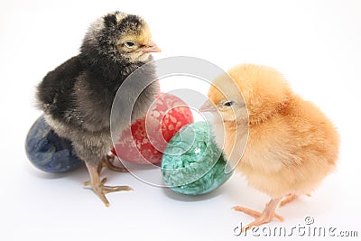 Easter colored eggs and baby chickens Stock Photo