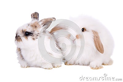 Easter baby bunnies Stock Photo