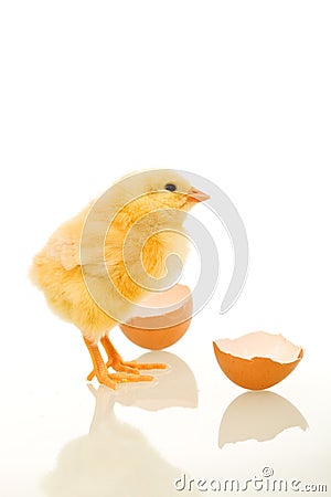 Easter baby chick just out of the egg Stock Photo