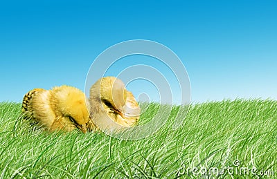 Easter baby chickens Stock Photo