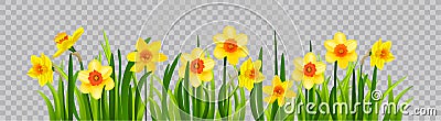 Isolated Easter blossom banner with daffodils Vector Illustration