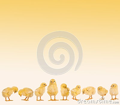 Easter border with chicks Stock Photo