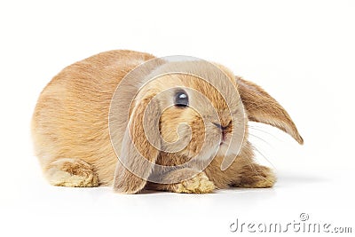 Easter Bunny Stock Photo