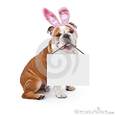 Easter Bunny Bulldog Holding Blank Sign Stock Photo