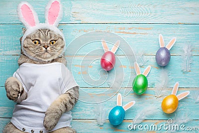 Easter bunny, cat with bunny ears and Easter colored with eggs and ears. Easter and holiday Stock Photo