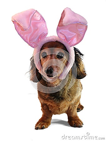 Easter bunny dachshund. Stock Photo