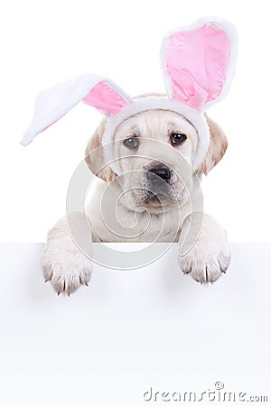 Easter Bunny Dog Sign Stock Photo