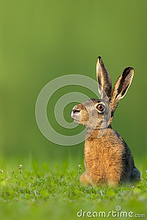 Easter bunny / hare sitting in meadow Stock Photo