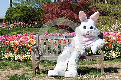 Easter bunny with tulips Stock Photo