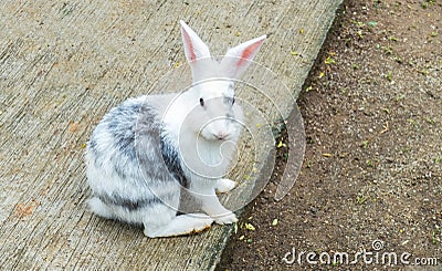 Easter Bunny (White and Gray Rabbit) Sit and Looking to The Camera Stock Photo