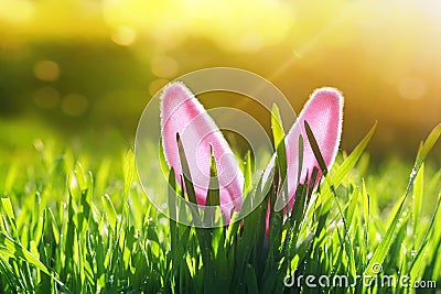 Easter card with merry funny rabbit pink ears protrude from green grass on a sunny spring bright meadow Stock Photo