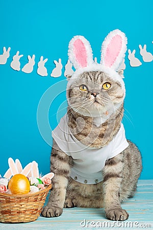 Easter cat with bunny ears with Easter eggs. Cute kitten Stock Photo